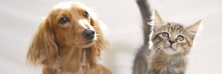 大切な家族との毎日を、もっと豊かに