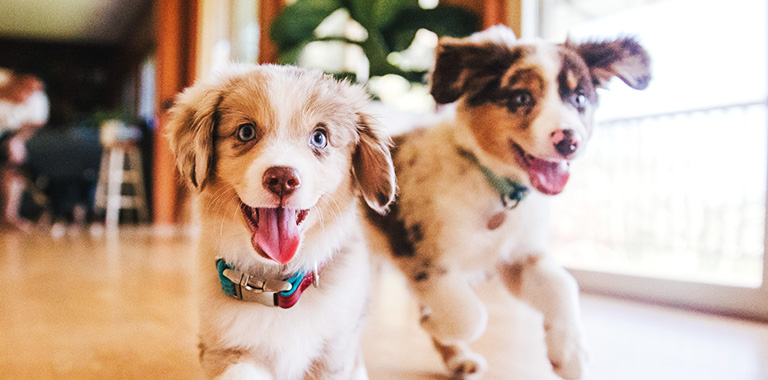 ペットと暮らすリフォーム 住友林業のリフォーム