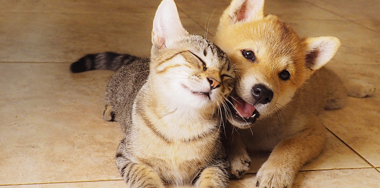 子犬・子猫・シニアでも申し込めるペット保険※1「どうぶつ健保」