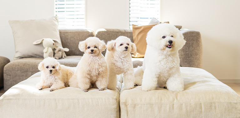 オリーブシッター ペットシッターサービス