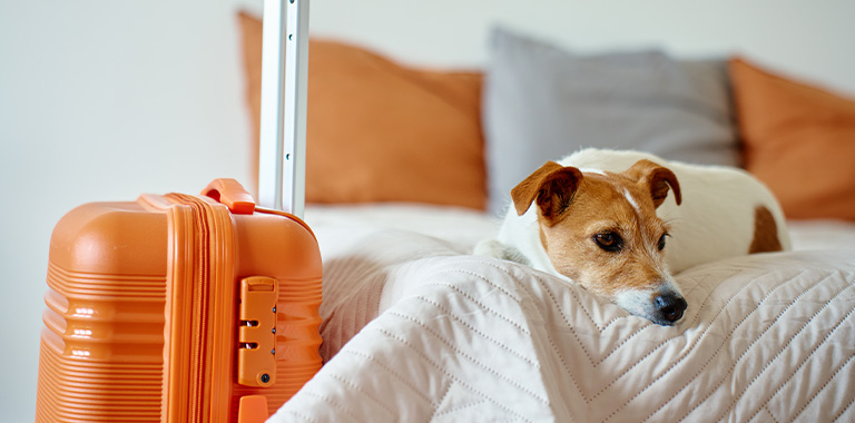 ペットと泊まれるホテルのご紹介