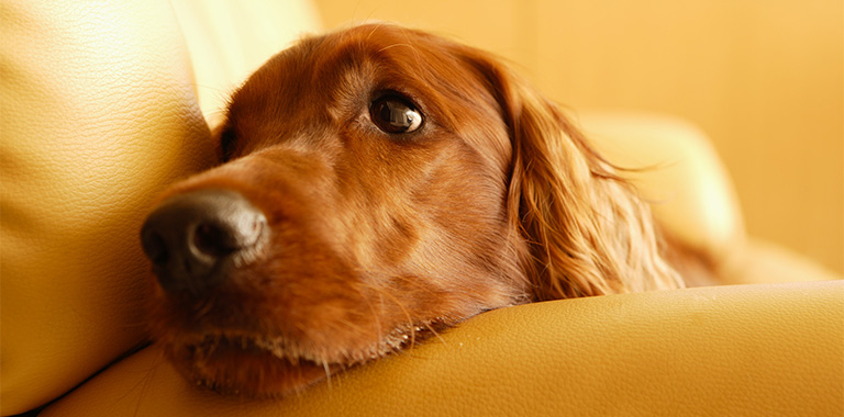 ペットと一緒に入店できるお店をご紹介します
