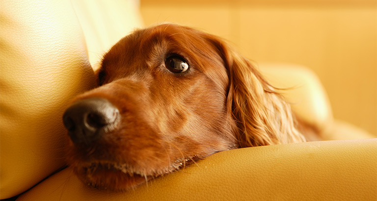 ペットと一緒に入店できるお店をご紹介します
